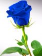 rosa blu